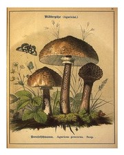 Vintage Pilz Wandkunst Von Der