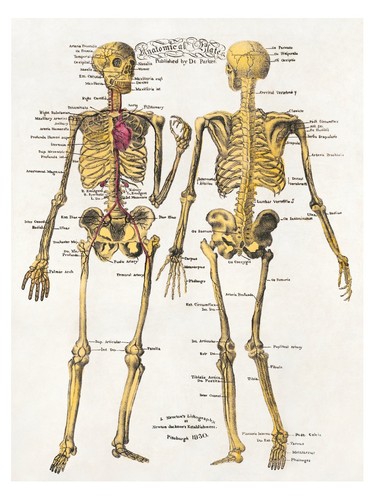Vintage anatomie illustrations - anatomie,