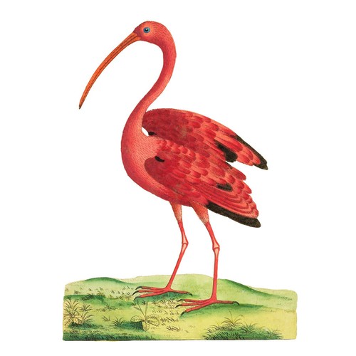 Vogel scharlachsichler - vogel,