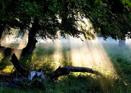 Mystischer wald sonnenaufgang - wald,