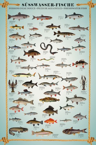Educational bildung poster - bildung,