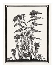 Botanische Farne Schwarz Weiß