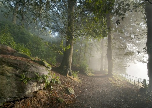 Mystischer waldweg wandbild - waldweg,