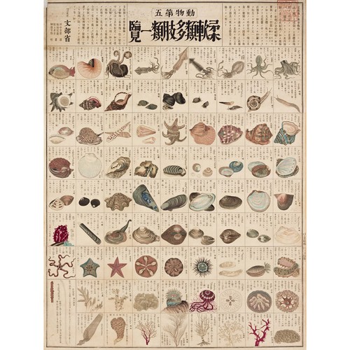 Kato chikusai species - species, sea