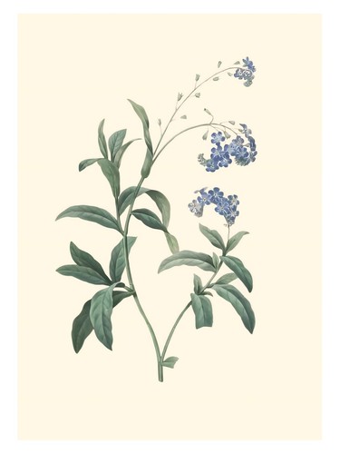 Botanisches aquarell poster - botanisches, |