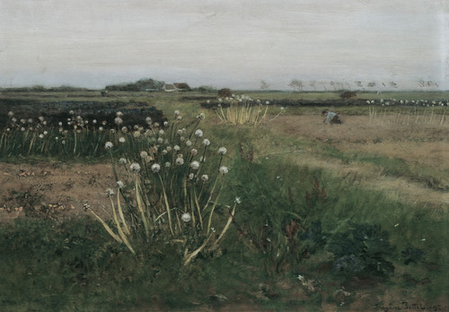 Pusteblume feld landschaft - pusteblume,