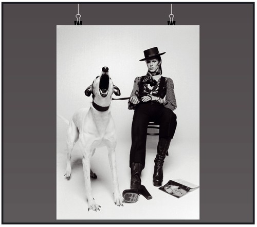 David bowie hund musik poster - bowie,